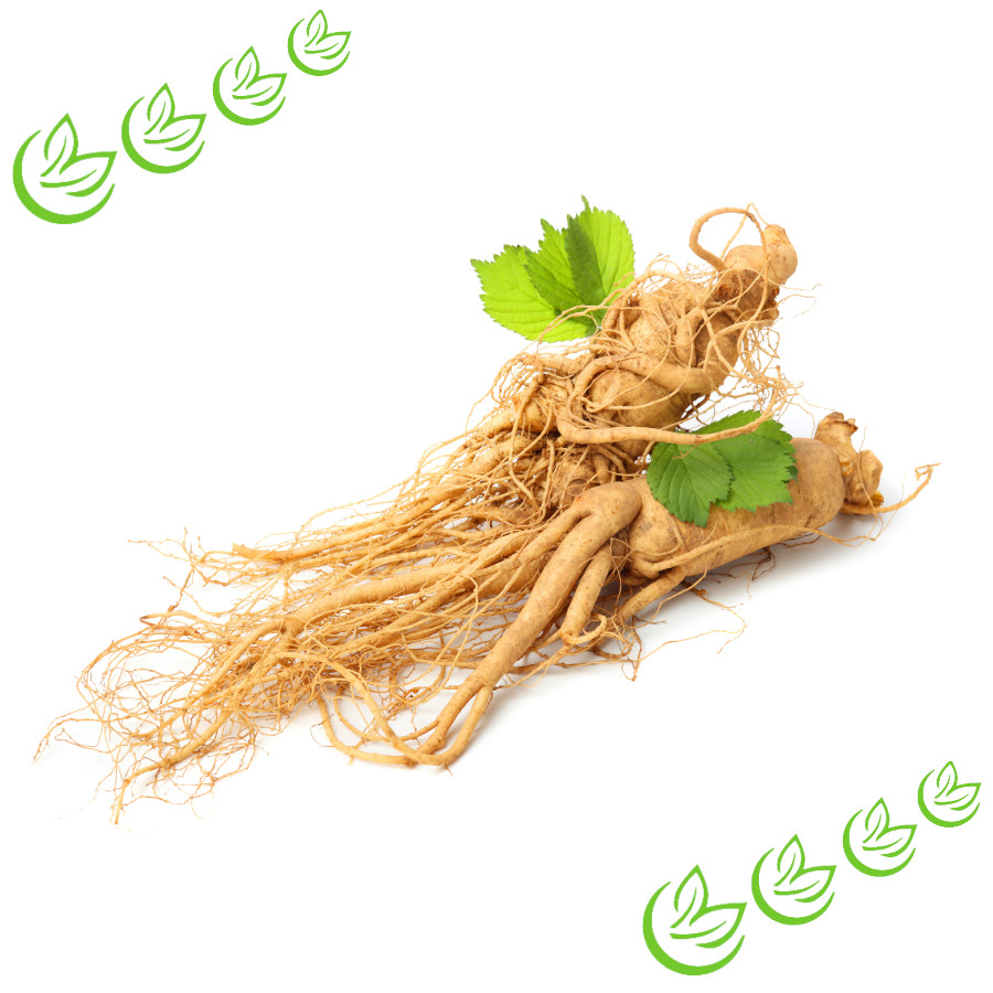 Ginseng Extrakt